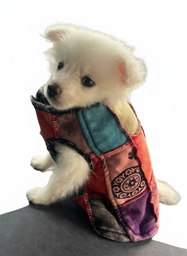 Dog Cloth